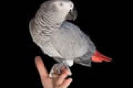 Cosmo the African Grey Parrot 
